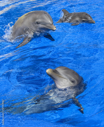 Fototapeta Dolphins