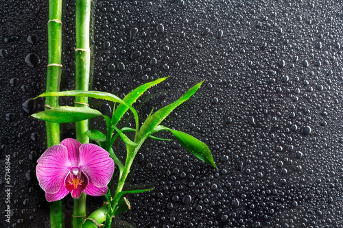 Fototapeta spa background - drops, orchid and bamboo on black