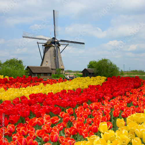  dutch windmill over tulips field