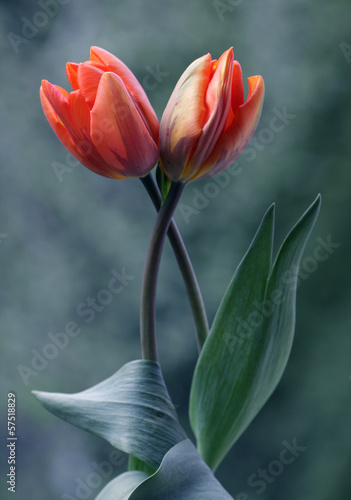 Tulipany