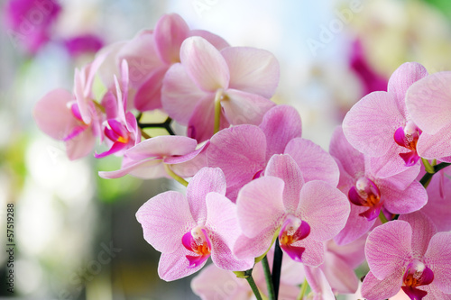 pink orchid