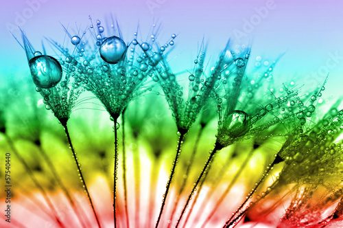 Lacobel dewy dandelion