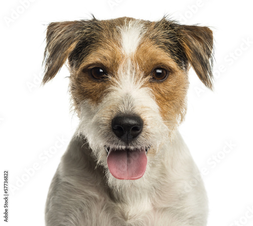  Close-up of a Parson russel terrier panting,isolated