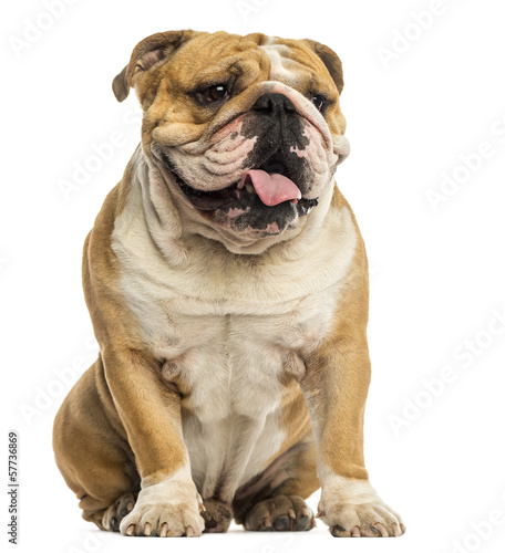 Fototapeta English Bulldog sitting, panting, isolated on white