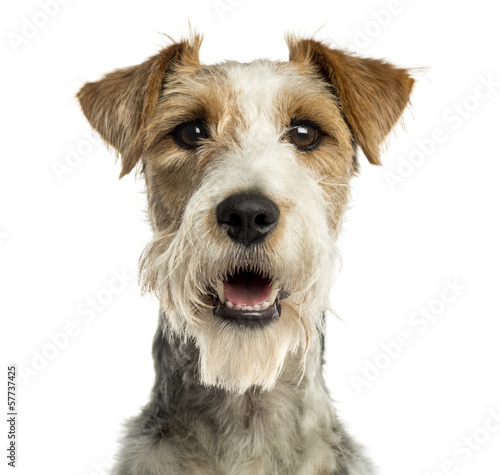 Fototapeta Close-up of a Fox terrier facing, panting, isolated on white