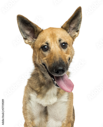 Fototapeta Close-up of a Belgian shepherd dog panting, looking crazy