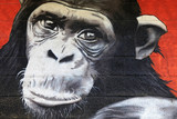 chimpanzé graffiti 0527f