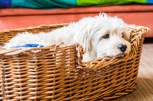 White dog relaxing