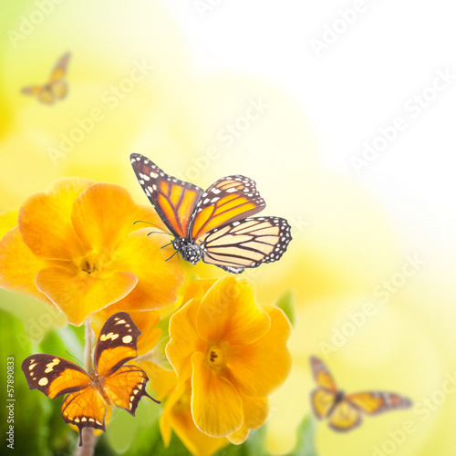 Lacobel Yellow flowers and butterfly, a spring primrose