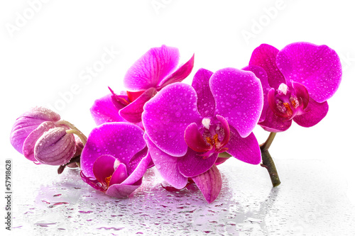 Fototapeta Pink orchid with dew and reflection