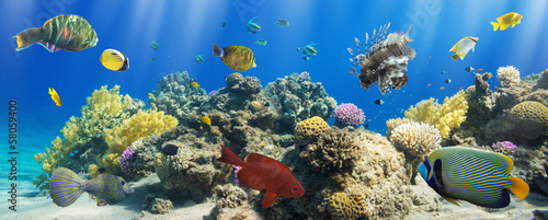 Fototapeta Coral and fish