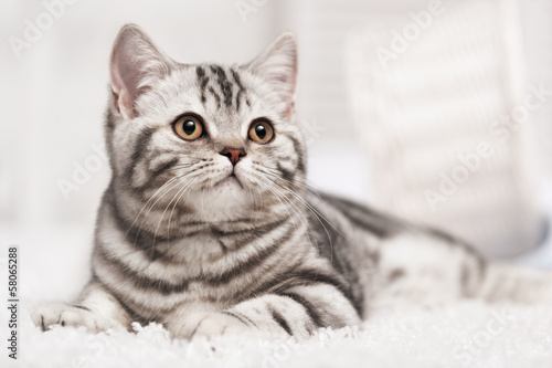 Cat on the carpet