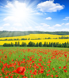 red poppy field with sunny sky