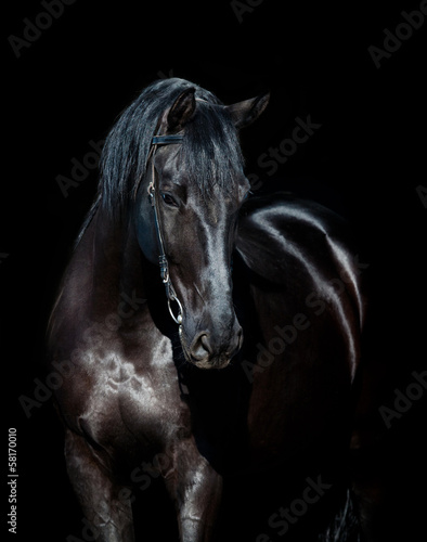  Black horse isolated on black background