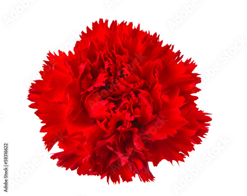  carnation flower isolated
