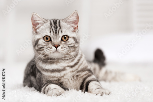 Cat on the carpet