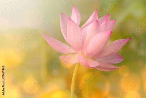 Fototapeta lotus