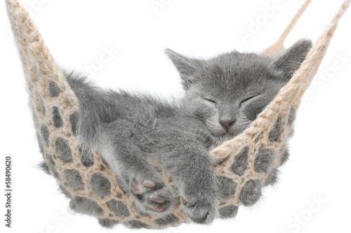 Cute gray kitten lying in hammock