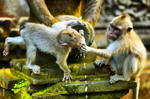 Lacobel Monkeys in a stone temple. Bali Island, Indonesia