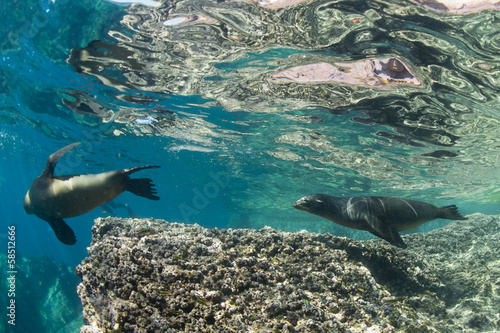 Fototapeta sea lion underwater looking at you