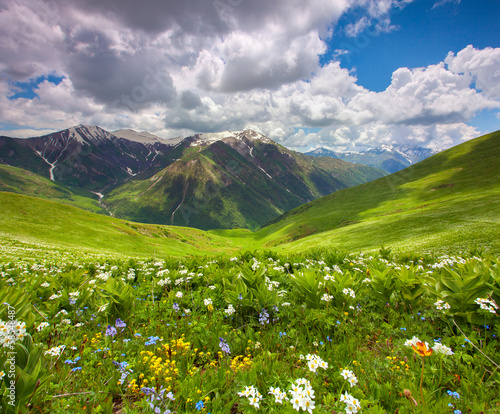 Fototapeta Fields of flowers in the mountains. Georgia, Svaneti.