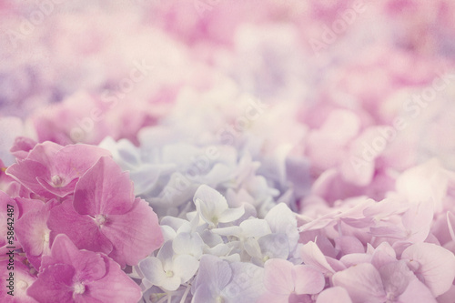 Fototapeta Pink hydrangea flowers