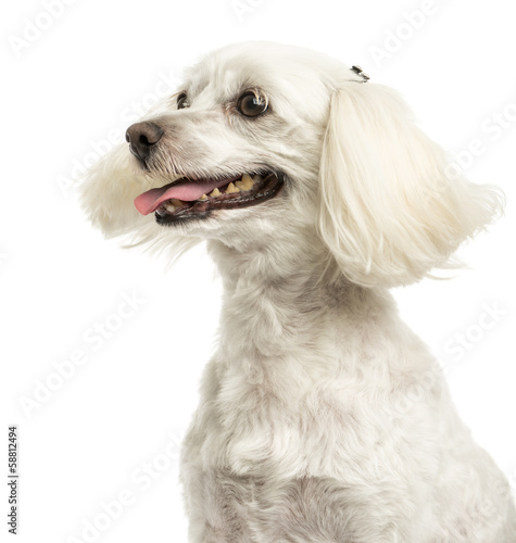 Fototapeta Close-up of a Maltese panting, 5 years old, isolated on white