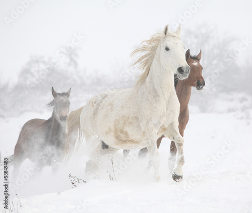 Fototapeta Batch of horses running in winter
