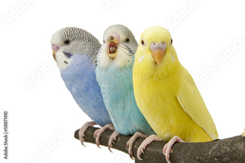 three budgies are in the roost