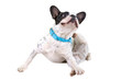 French bulldog scratching his ears over white background