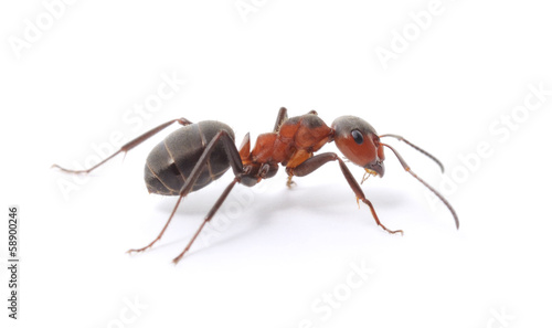 Fototapeta Isolated Red Ant