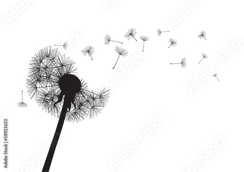  black dandelion loosing his integrity on wind