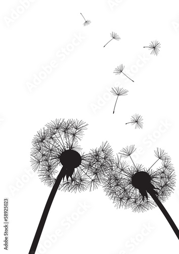  two black dandelions on white background- vector