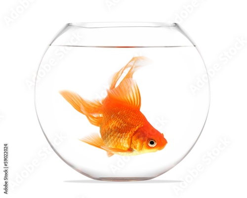 Lacobel Goldfish floating in glass sphere