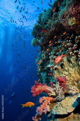 Fototapeta Photo of coral colony