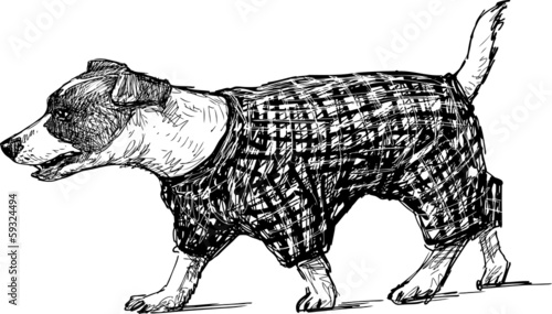 Lacobel dog for a walk