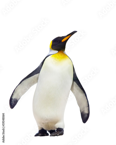 Fotobehang pinguin