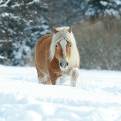 Fotoroleta ssak koń grzywa lód