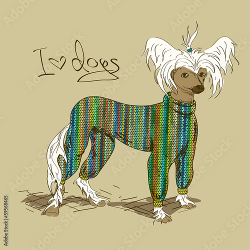  Illustration with Chinese Crested dog