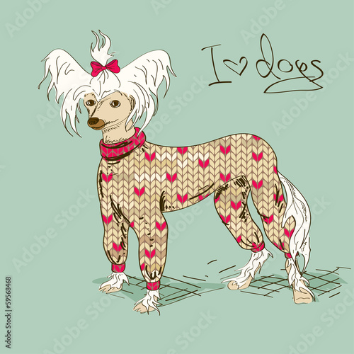  Illustration with Chinese Crested dog