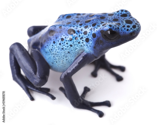  blue poison dart frog