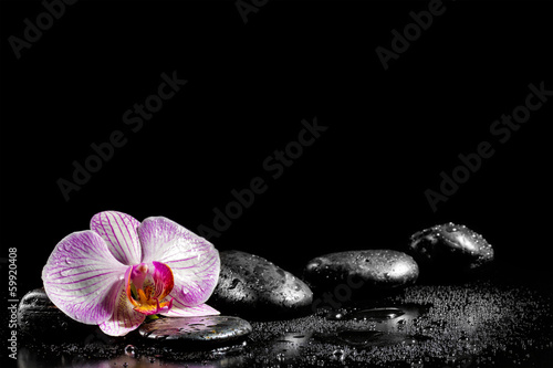 Lacobel Orchid flower with zen stones on black background