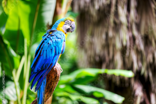 Lacobel colorful macaw sitting in a tree