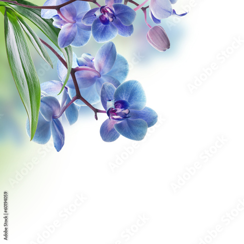 Fototapeta Floral background of tropical orchids