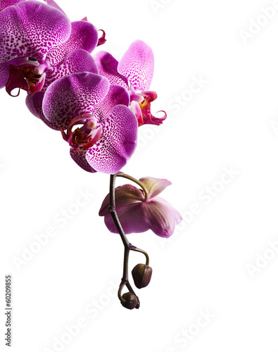  Purple orchid flowers isolated on white background