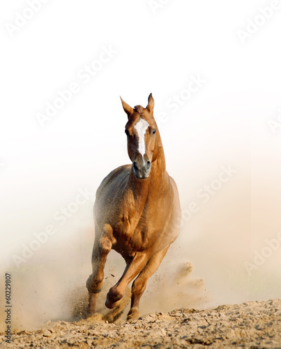Fototapeta wild horse in dust