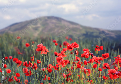  red poppies in mountains