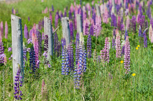 Prince Edward Island Lupins