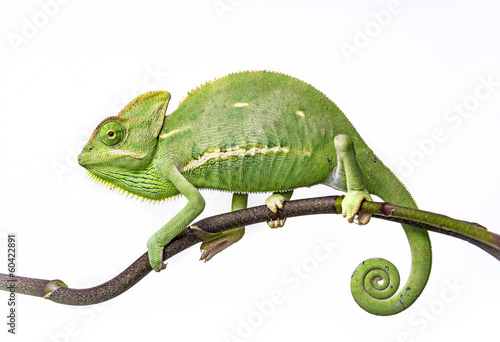 Fototapeta green chameleon - Chamaeleo calyptratus
