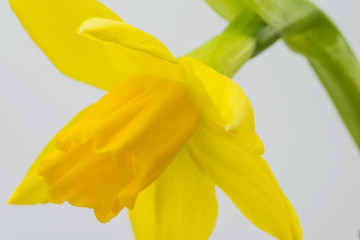 Obraz na płótnie kwiat narcyz wcześnie